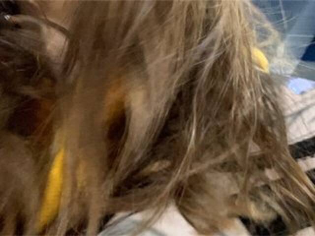 Kringkasting av skjermbilder Eliness