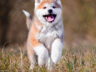 Erotisk videochat Val309a